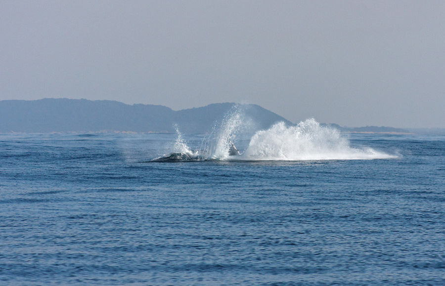 IMG_4487x_RAW